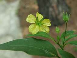Image of Trailing Yellow-Loosestrife