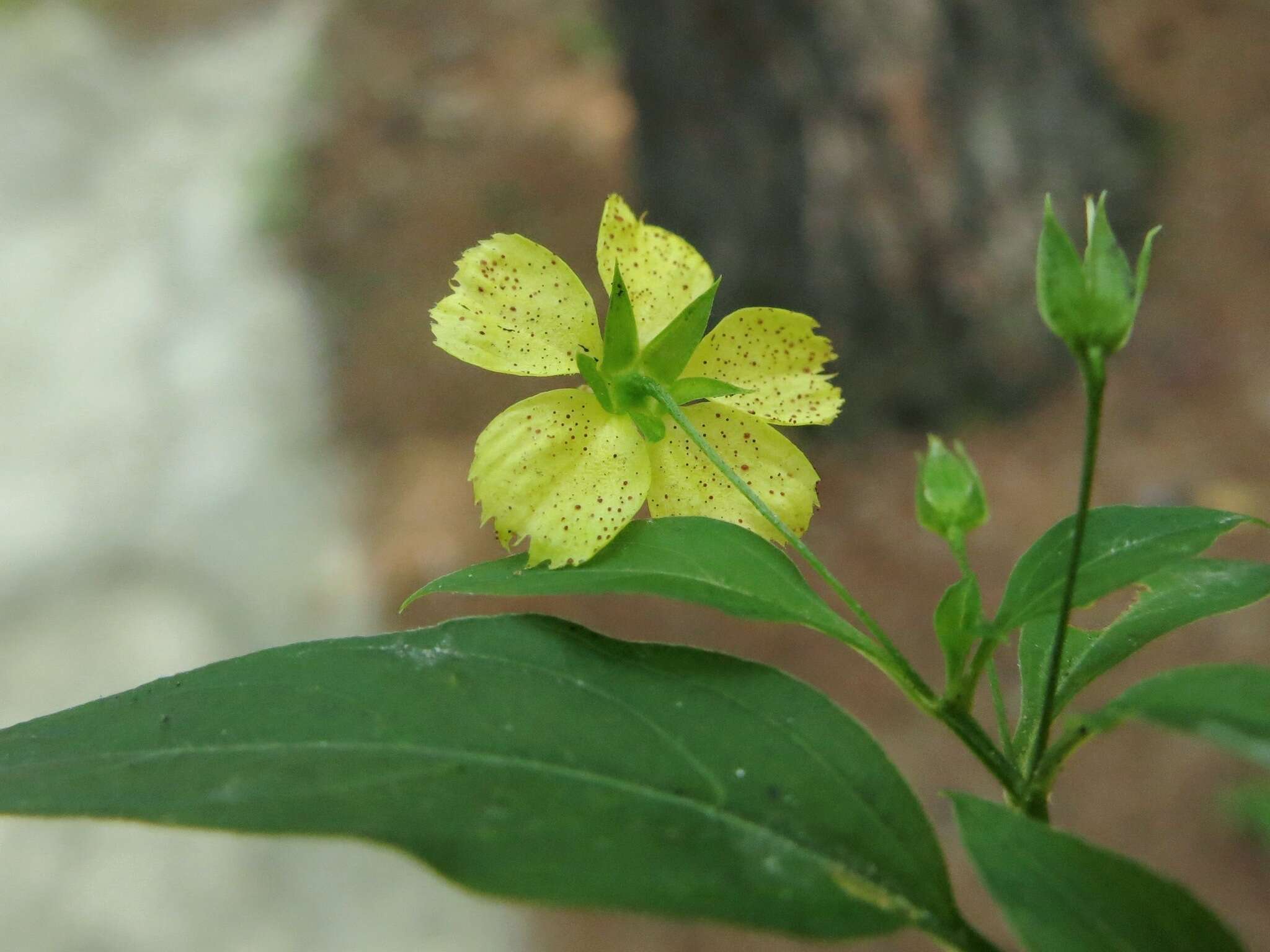 Image de Lysimachia radicans Hook.