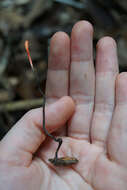 Plancia ëd Ophiocordyceps nutans (Pat.) G. H. Sung, J. M. Sung, Hywel-Jones & Spatafora 2007