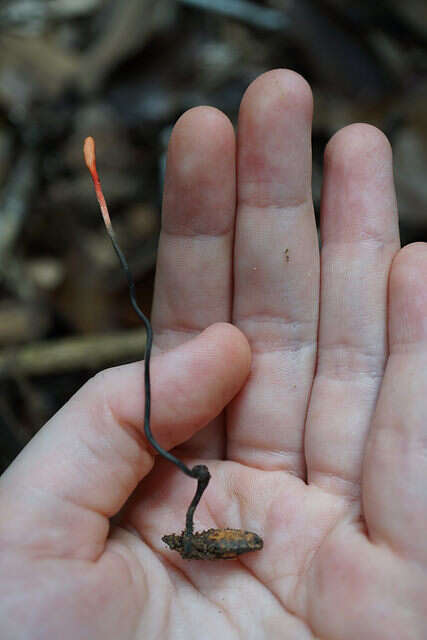 Plancia ëd Ophiocordyceps nutans (Pat.) G. H. Sung, J. M. Sung, Hywel-Jones & Spatafora 2007