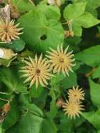 Image of Corynabutilon vitifolium (Cav.) Kearney