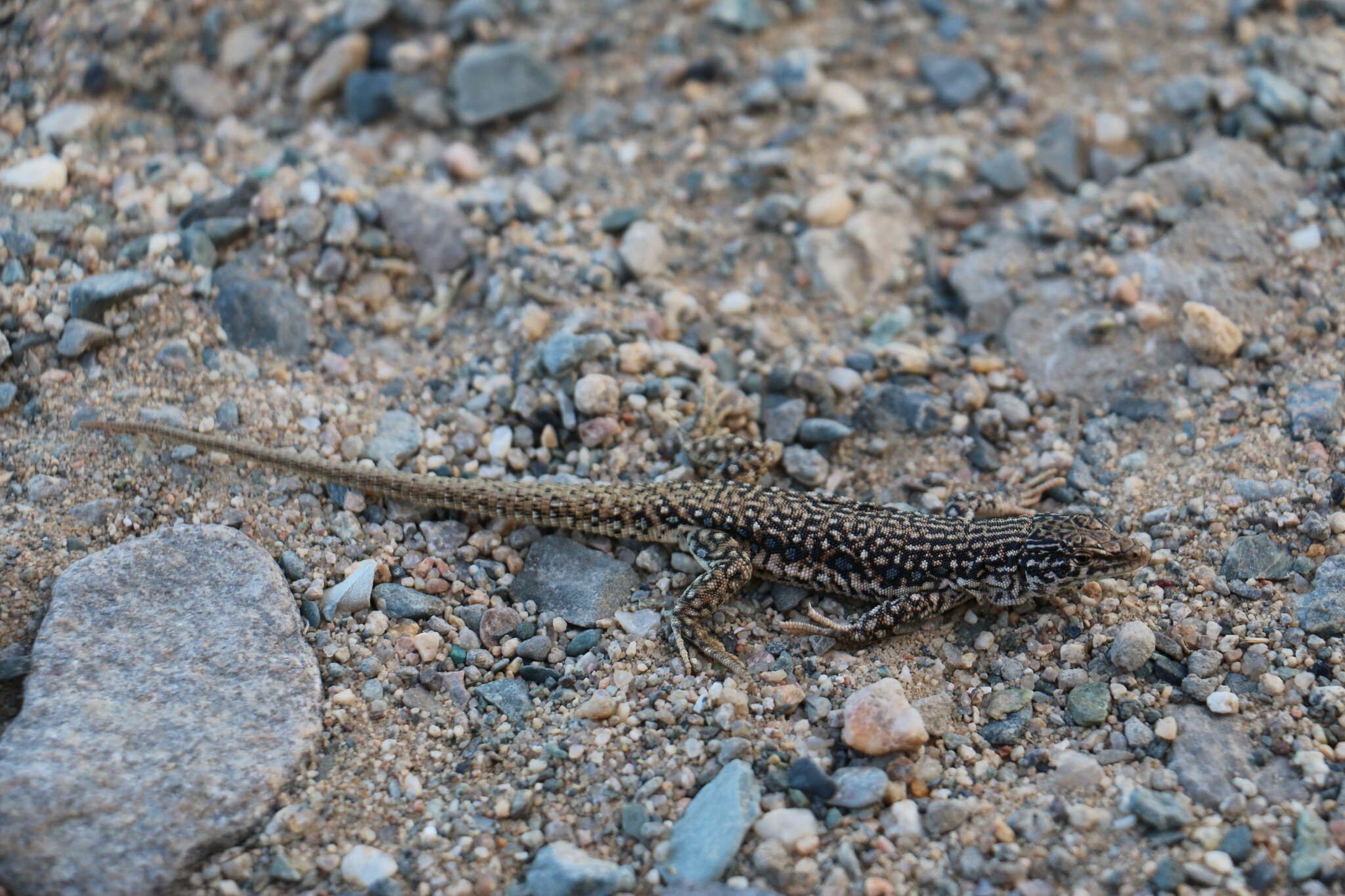 Image of Eremias multiocellata Günther 1872