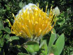 Image of Leucospermum conocarpodendron subsp. conocarpodendron