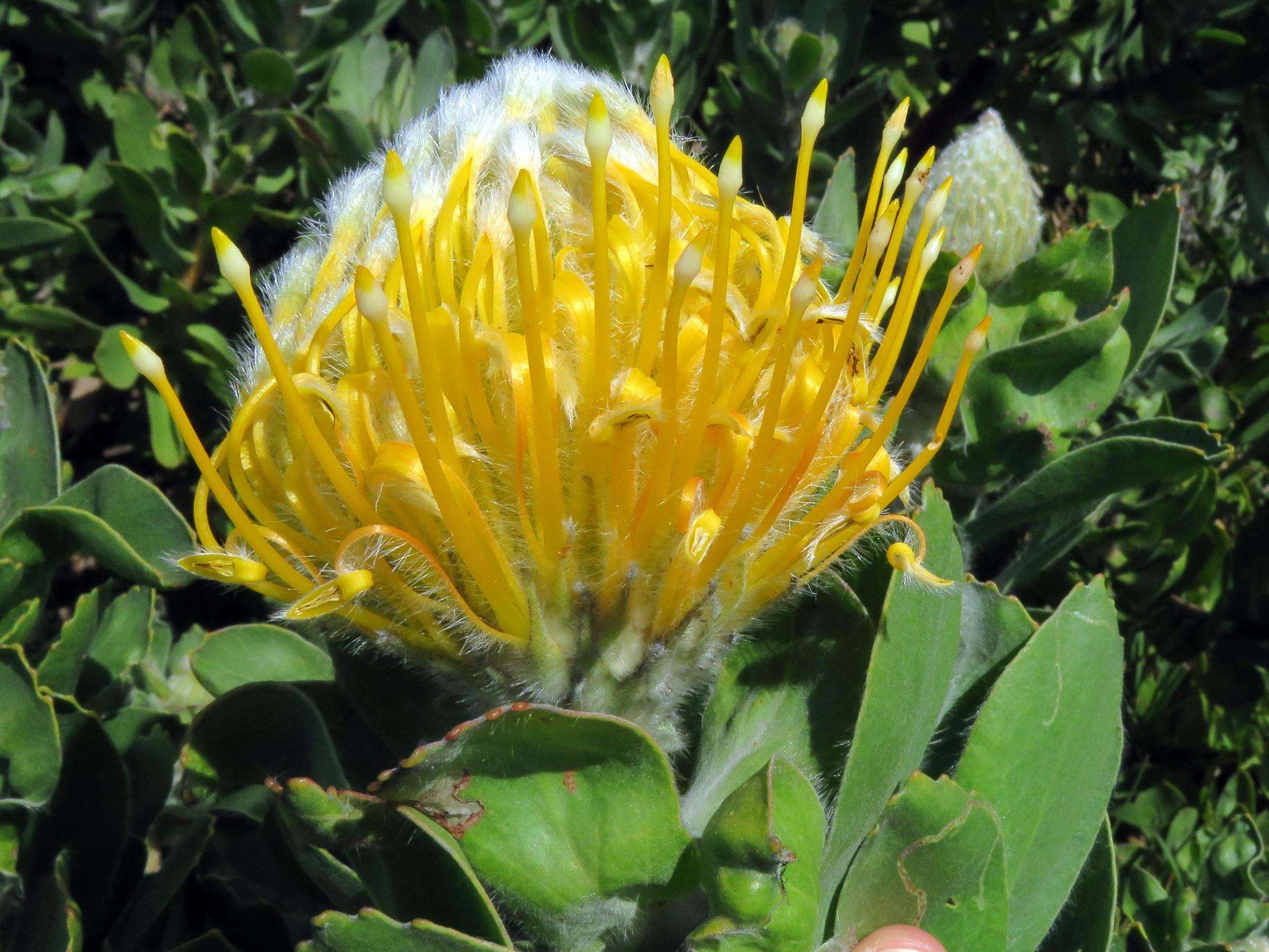 Image of Leucospermum conocarpodendron subsp. conocarpodendron