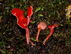 Image of Hygrocybe aphylla Læssøe & Boertm. 2008