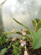 Image of Masdevallia floribunda Lindl.