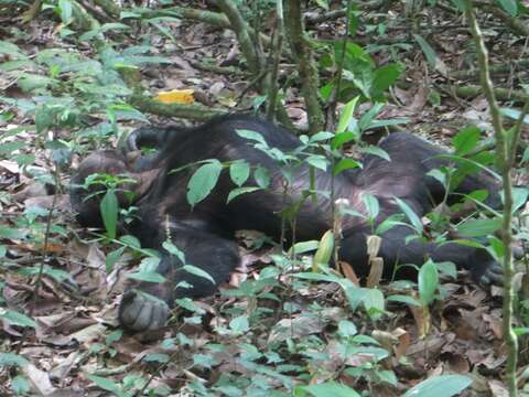 Image of Eastern Chimpanzee