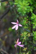 Image of Ornate pink fingers