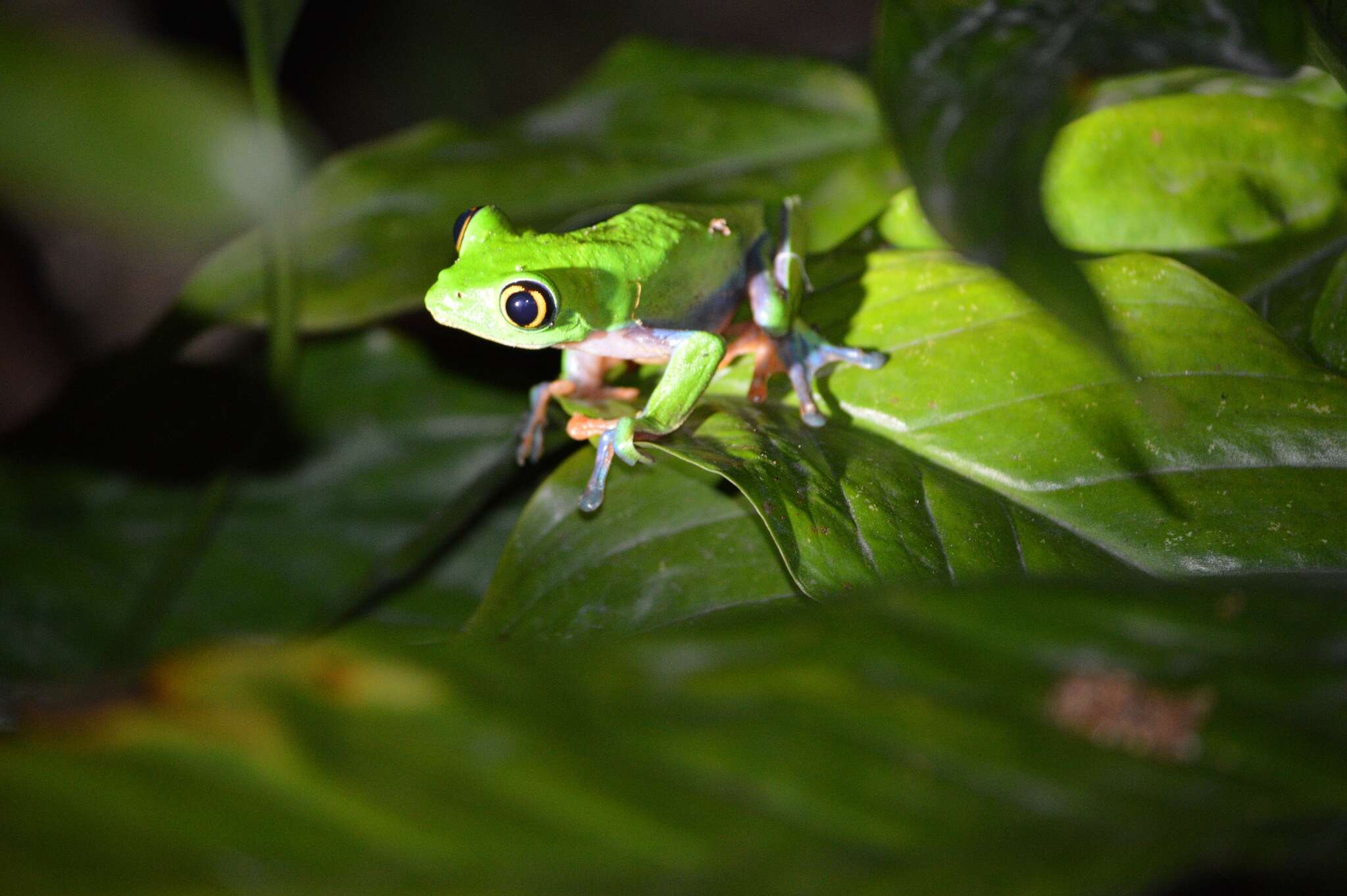 Image of blue-sided leaf frog