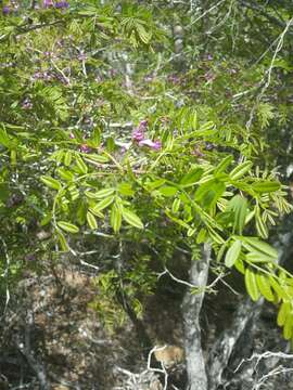 Imagem de Pongamiopsis