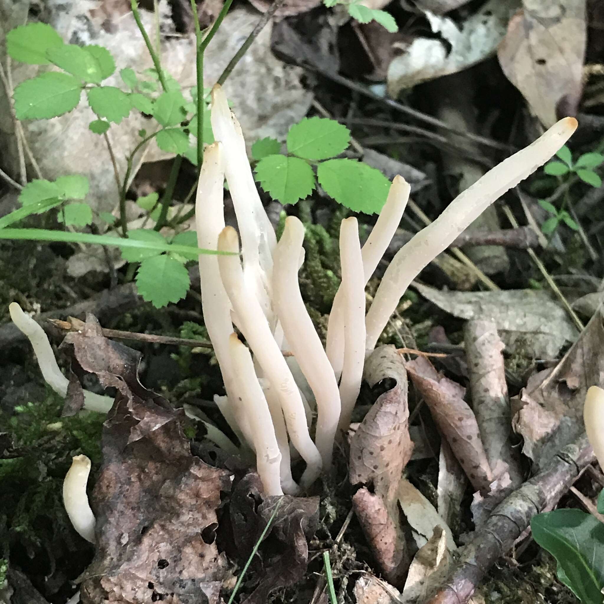 Image of Clavaria fumosa Pers. 1796