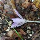 Image of Colchicum neapolitanum (Ten.) Ten.