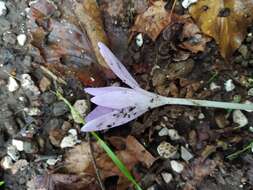 Image de Colchicum neapolitanum (Ten.) Ten.