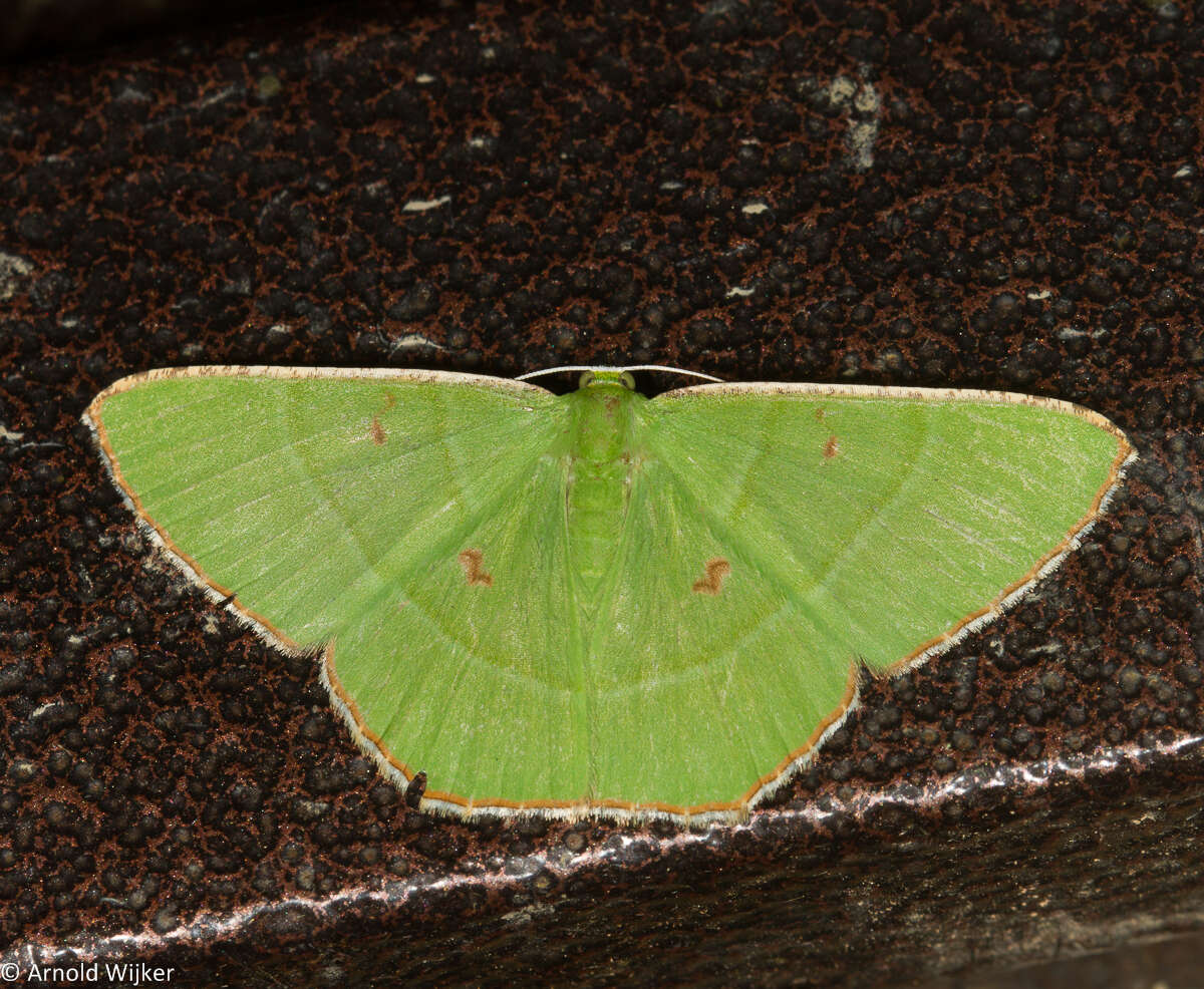 Image of Ornithospila sundaensis Holloway 1976