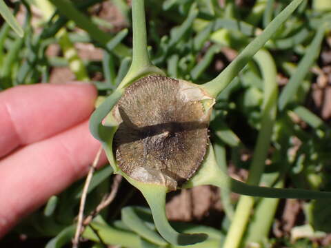 Imagem de Conicosia pugioniformis subsp. muirii (N. E. Br.) Ihlenfeldt & Gerbaulet