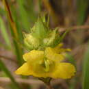 Image of Alectra sessiliflora var. sessiliflora