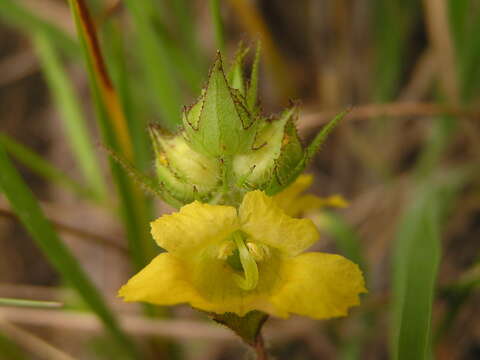 Image of Alectra sessiliflora var. sessiliflora