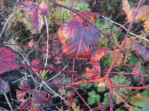 Image of Rubus crataegifolius Bunge