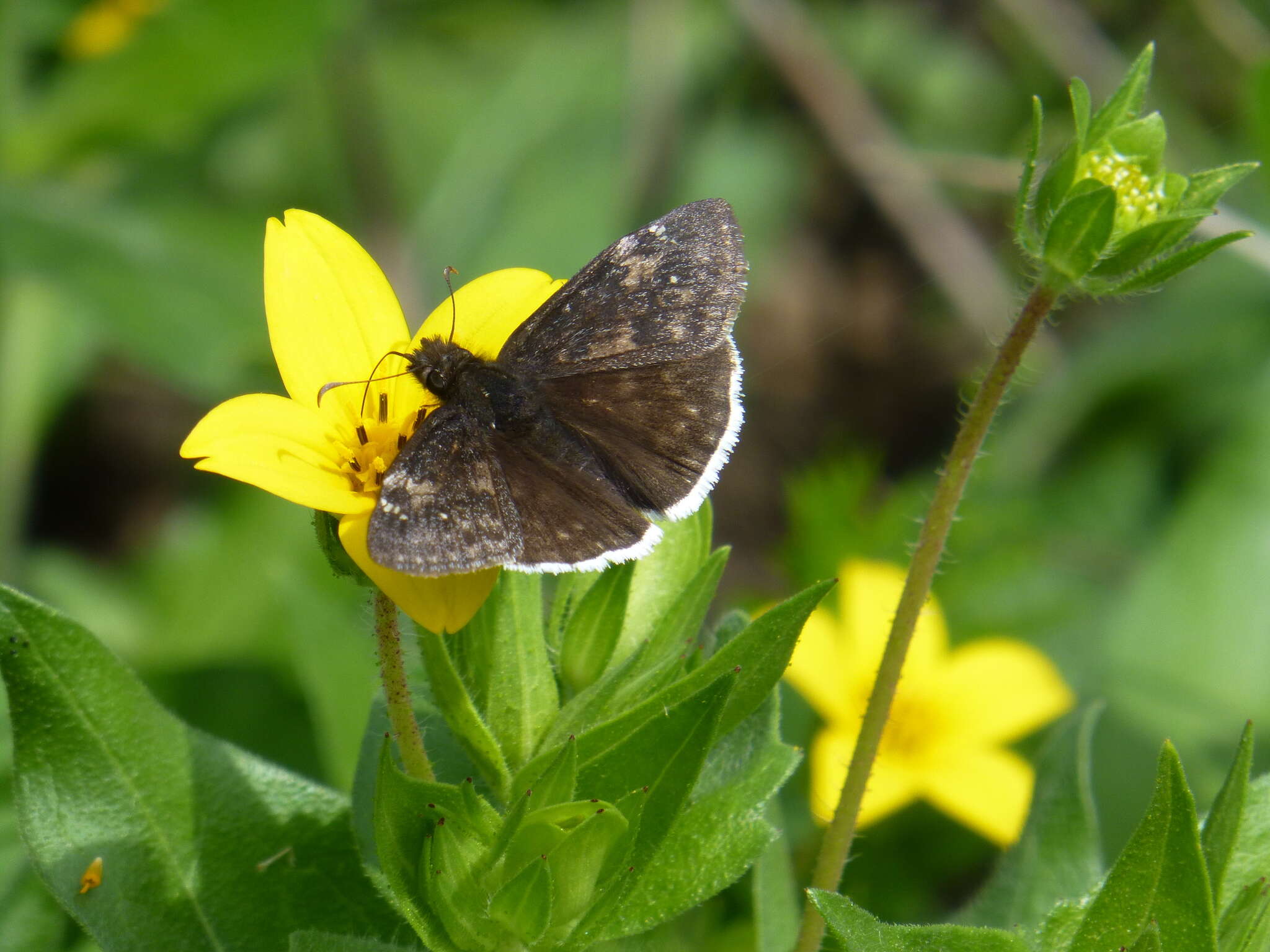 Image of Funereal Duskywing