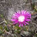 Image of Lampranthus swartkopensis Strohschneider