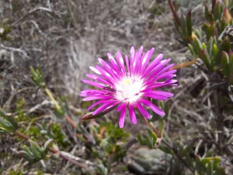 Image of Lampranthus swartkopensis Strohschneider