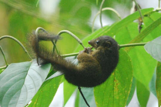 Image of Lesser Treeshrew