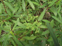 Image of Euphorbia kraussiana Bernh. ex C. Krauss