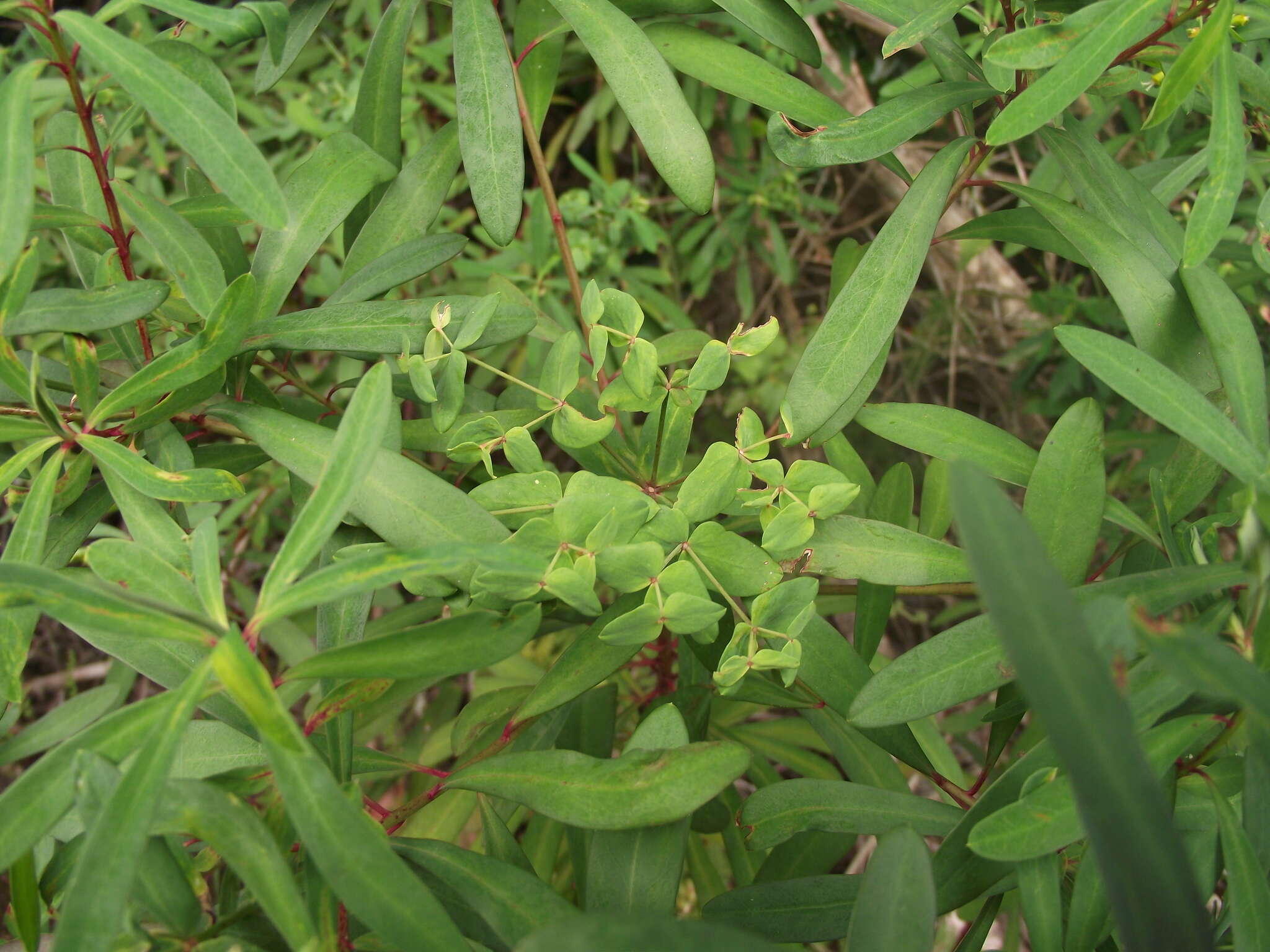 Image of Euphorbia kraussiana Bernh. ex C. Krauss