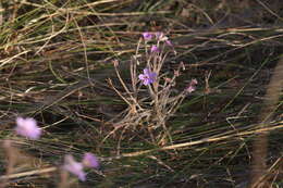 Image of Byblis filifolia Planch.