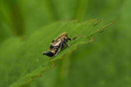 Image of Dicranotropis (Dicranotropis) hamata Boheman 1847