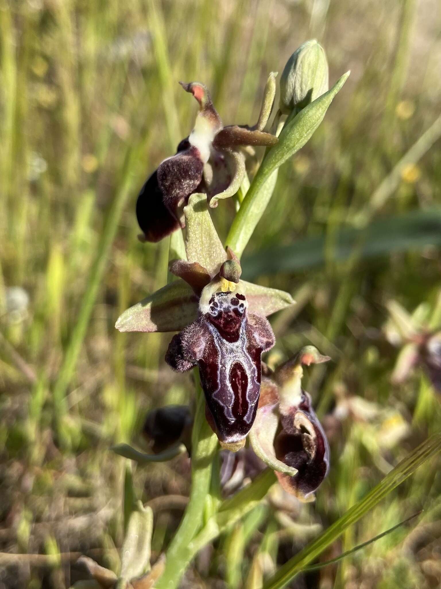 Image of Ophrys cretica subsp. ariadnae (Paulus) H. Kretzschmar