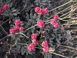 Image of redflower buckwheat