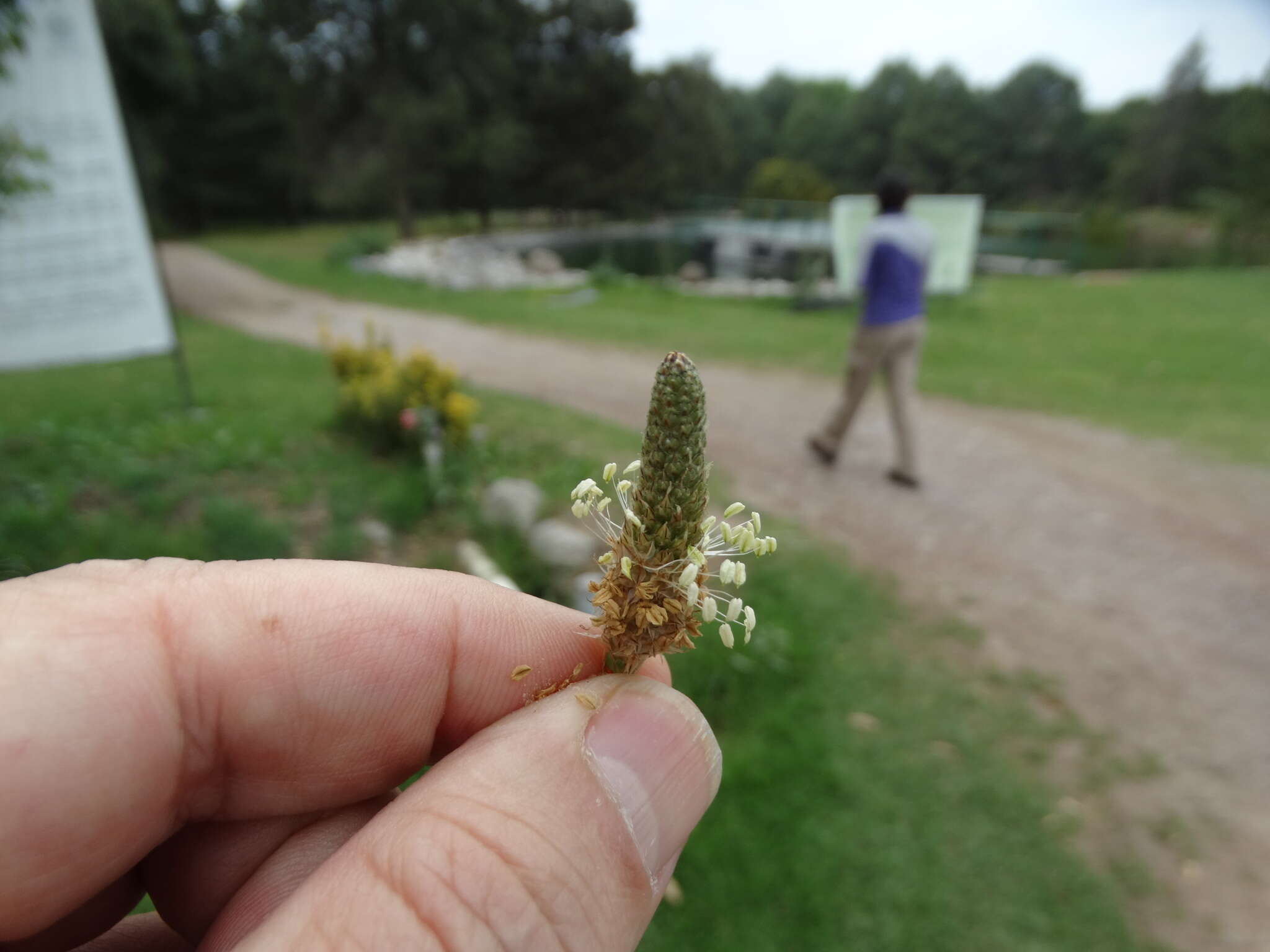 Image of Ribwort Plantain