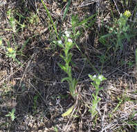 Image of Lappula redowskii (Hornem.) Greene