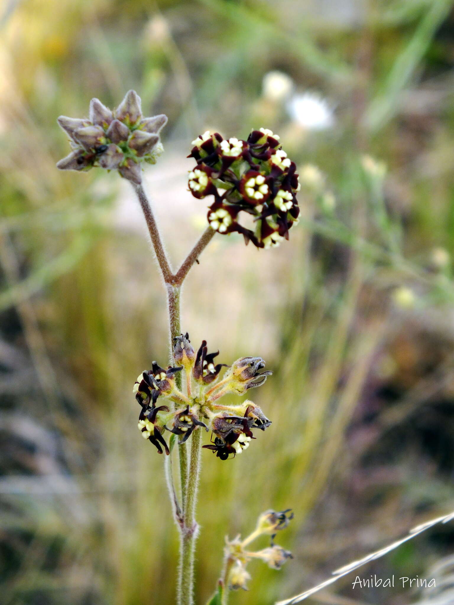 Image of Oxypetalum arnottianum Buek ex Fourn.