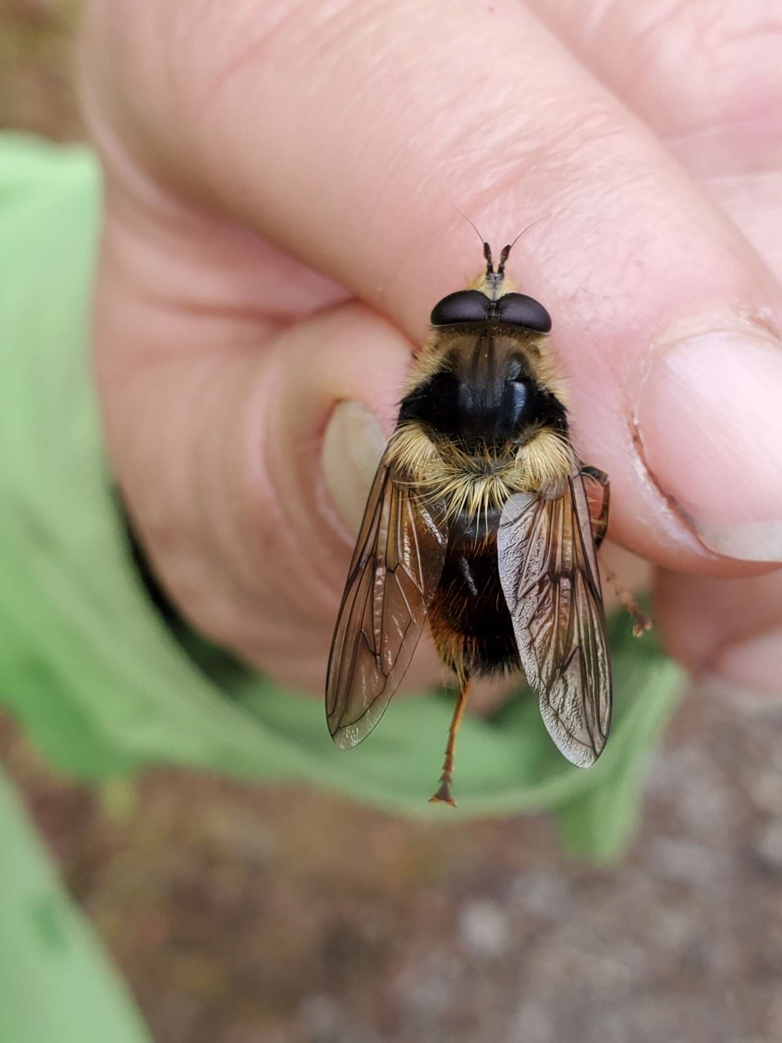 Image de Criorhina bubulcus (Walker 1849)