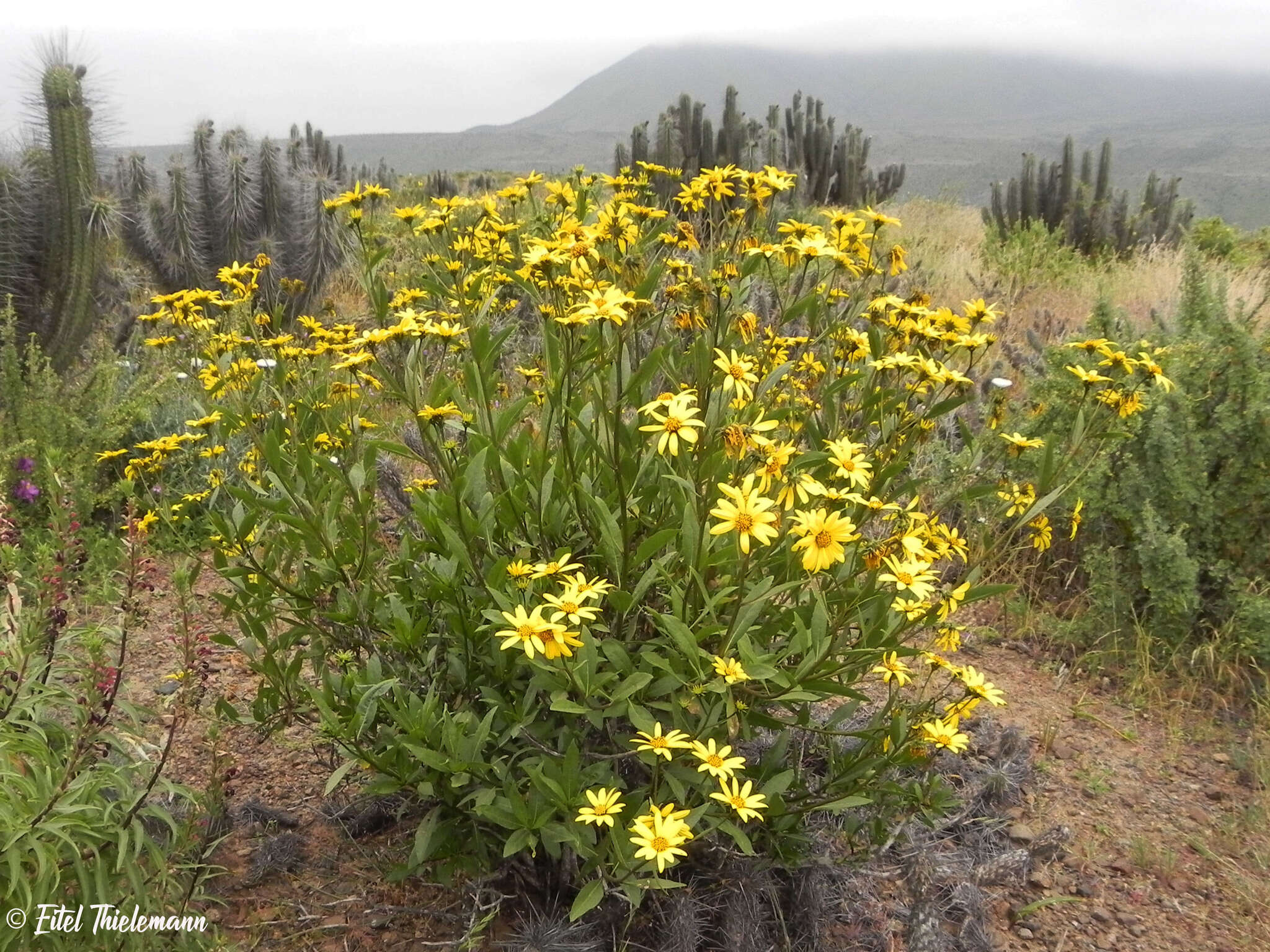 Image of Flourensia thurifera (Molina) DC.