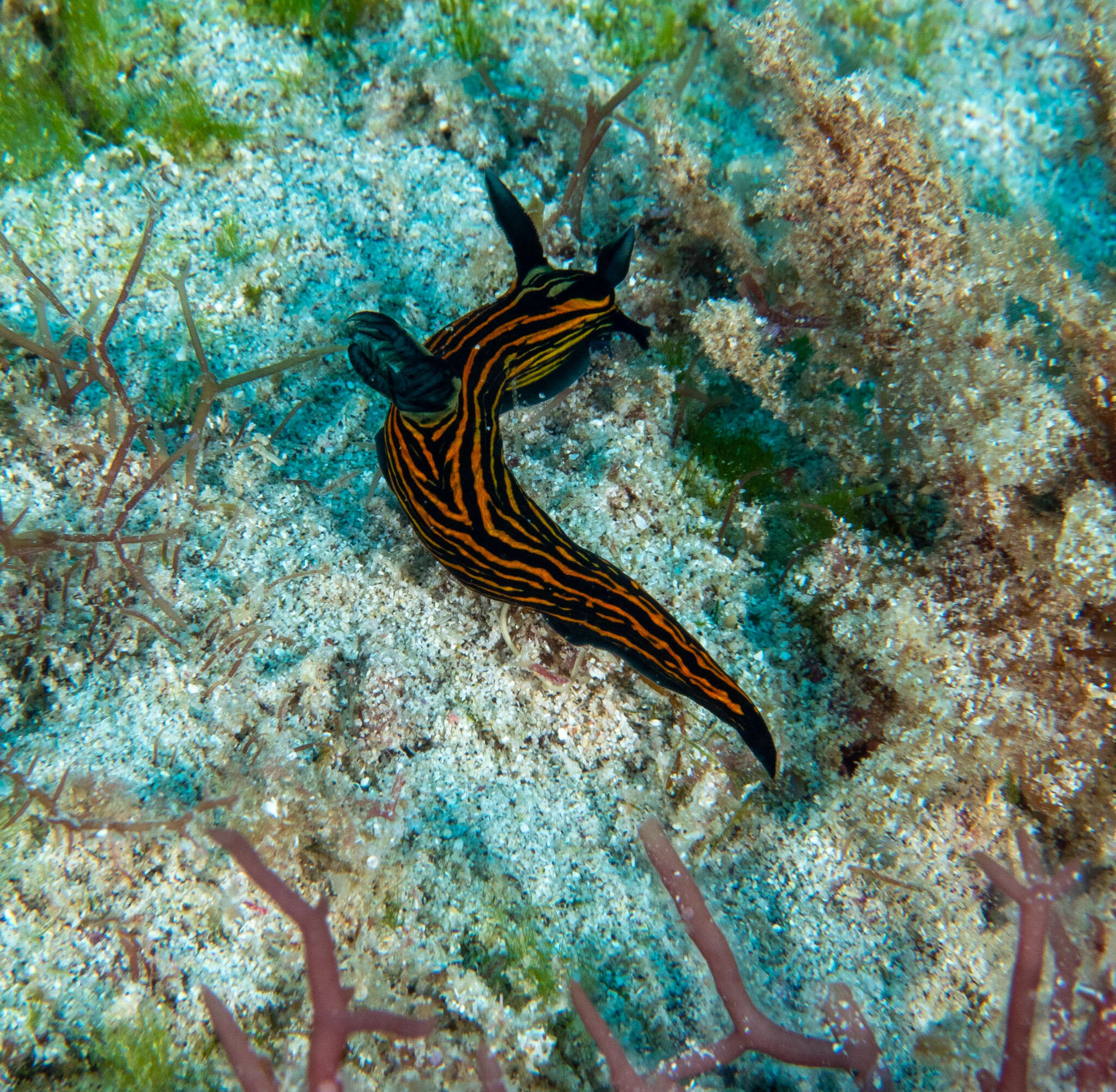 Image of Tyrannodoris Willan & Y.-W. Chang 2017