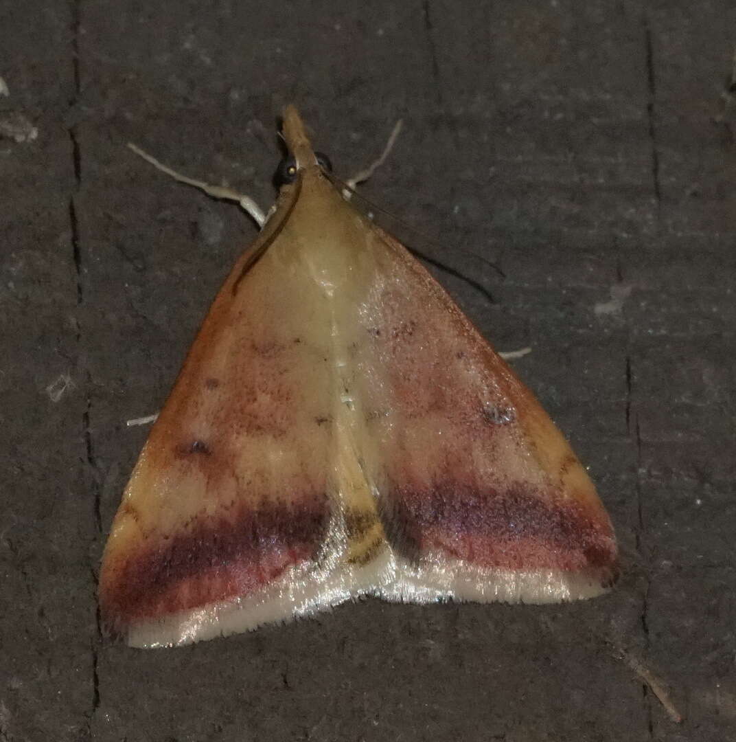 Image of Sociable Pyrausta Moth