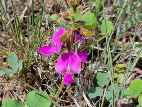 Image of Edwards Plateau hoarypea