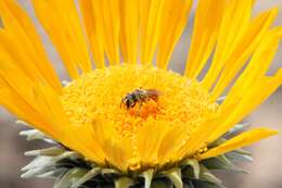 Image of Andrena balsamorhizae La Berge 1967