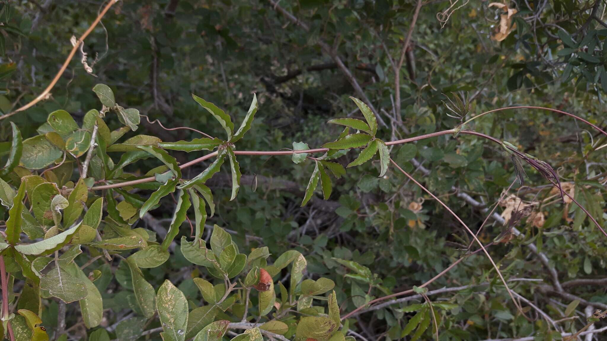 Image de Passiflora caerulea L.