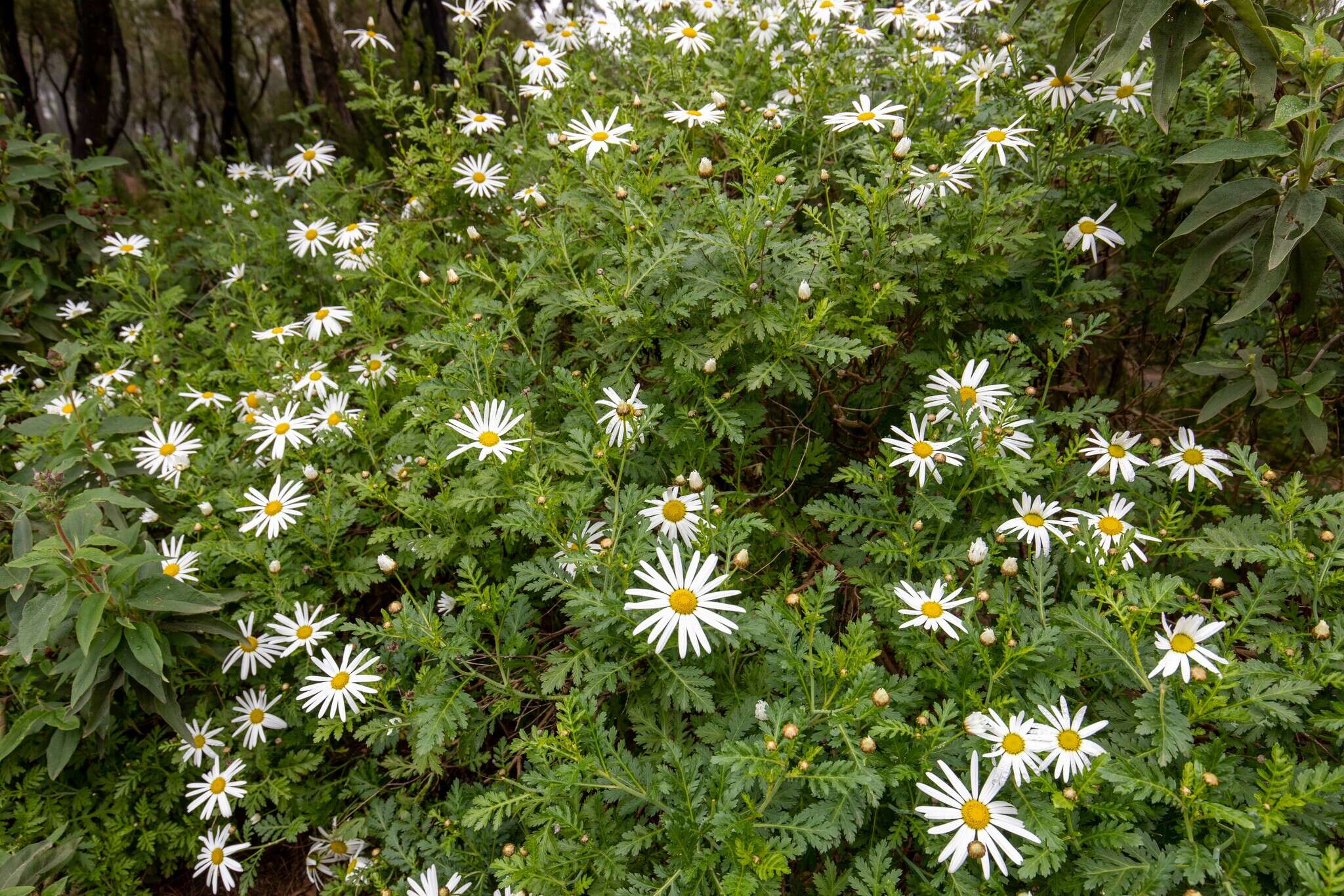 Plancia ëd Argyranthemum broussonetii (Pers.) C. J. Humphries