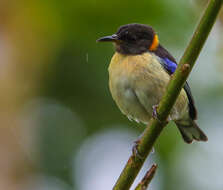 Image of Iridophanes Ridgway 1901