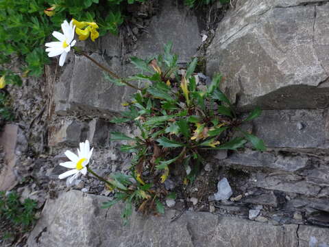 Слика од Leucanthemum atratum (L.) DC.