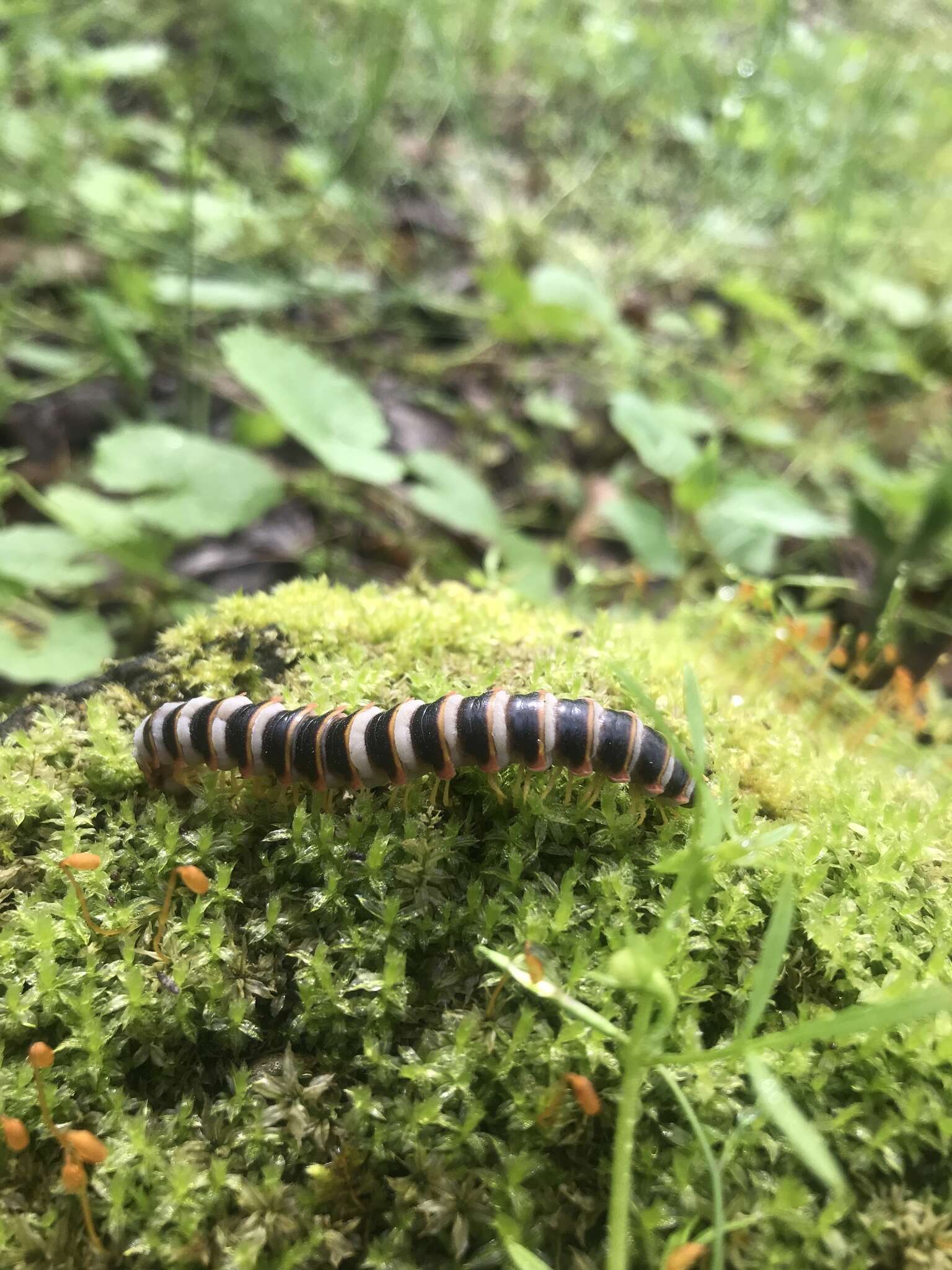 Image of <i>Arthrophaga myriapodina</i>