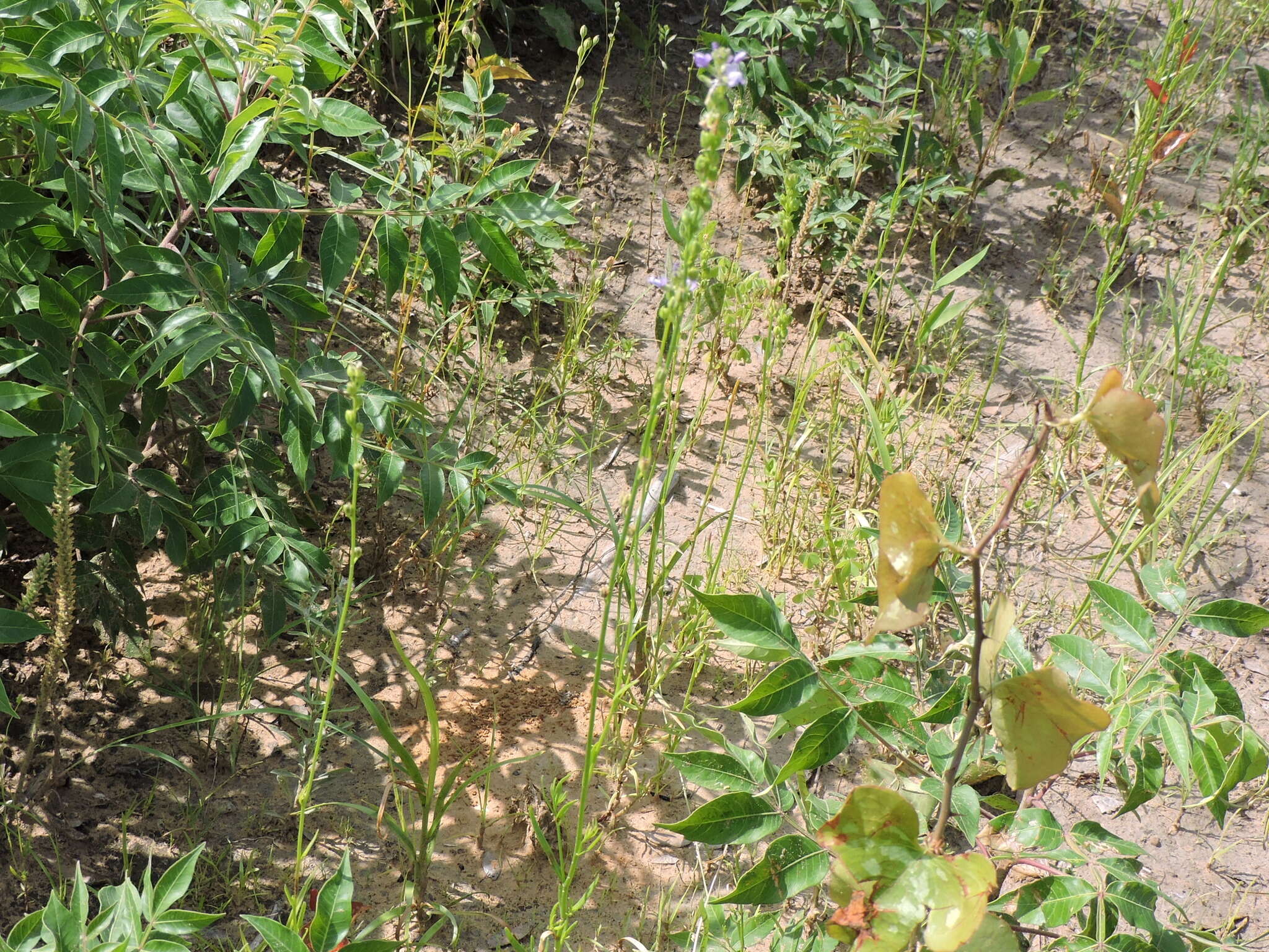 Image of Texas toadflax