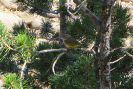 Image of MacGillivray's Warbler