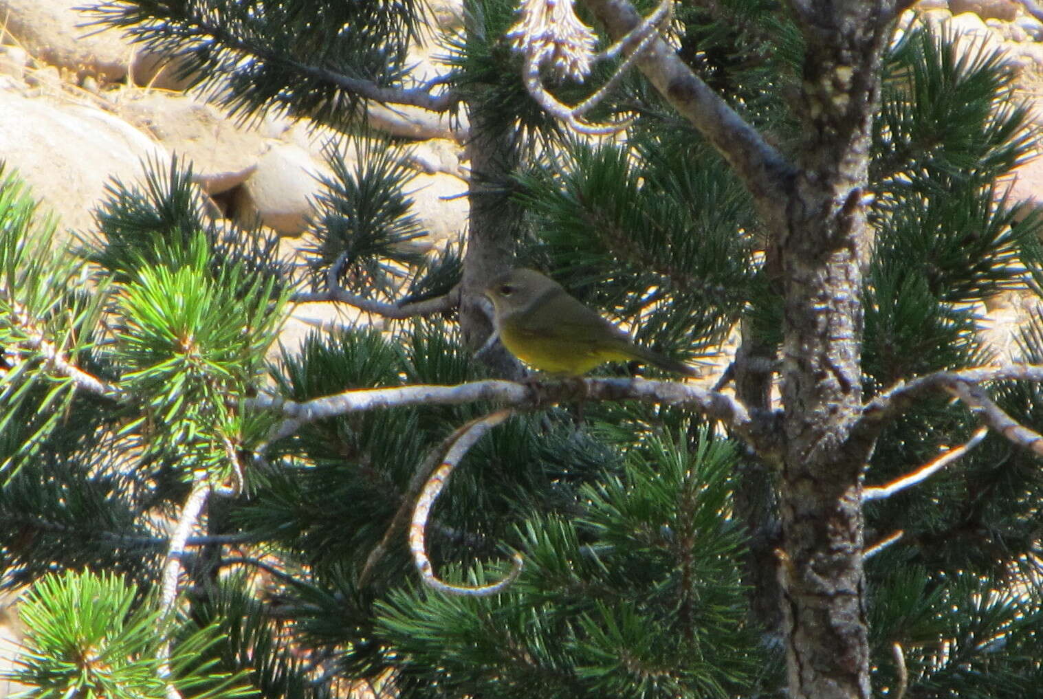 Image of MacGillivray's Warbler