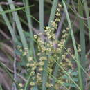 Image of Lomandra multiflora subsp. dura (F. Muell.) T. D. Macfarl.